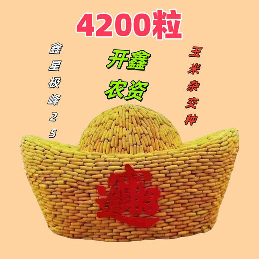 Nationally approved corn variety, high and stable yield, Jifeng 25 corn seeds, non-GMO, four-season southern yellow, Jifeng 25 corn seeds, 4200 grains/bag