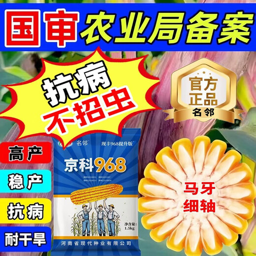 Rose Jingke 968 corn seeds, high yield, double sticks, low stems, lodging resistance, disease resistance, drought and waterlogging resistance, genuine national approved white shaft, new species promotion, genuine 3Jin Jin equal to 0.5kg, can be planted on 1.1 acres of land + nutritional coating