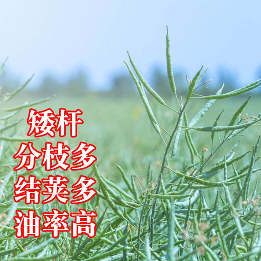 High-yielding Oil King 888 rapeseed, high-quality non-GMO black seed, special for oil extraction, low-stem, high-yielding, autumn sowing and cold-resistant. High-yielding 888 Oil King seeds, 3 packs of about 240 grams