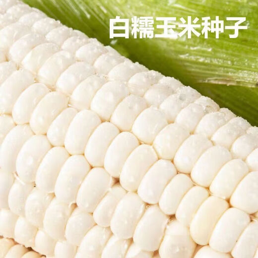 【国审】玉米种子甜糯玉米种子杂交玉米白玉米国审玉米种子 国审白玉米种子 2包约100粒