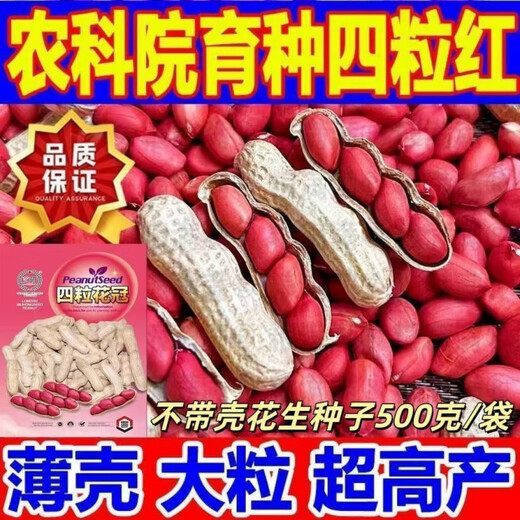 Four corolla red peanut seeds are hand-selected and shelled. Four red-skinned peanuts are large, high yield and high in oil. Purely hand-peeled rice (four corolla) red-skinned peanut seeds. One bag of high-yielding premium peanut seeds. Jin Jin is equal to 0.5 kilograms.