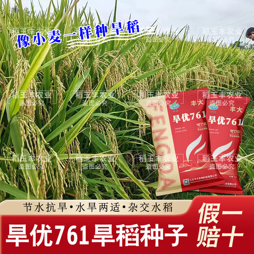 Dao Yufeng Agriculture Water-saving drought-resistant rice Hanyou 761 rice seeds Special heat-resistant type for upland rice with well-developed root system Hanyou 761 upland rice seeds 500g 3 bags (free rice gift package)