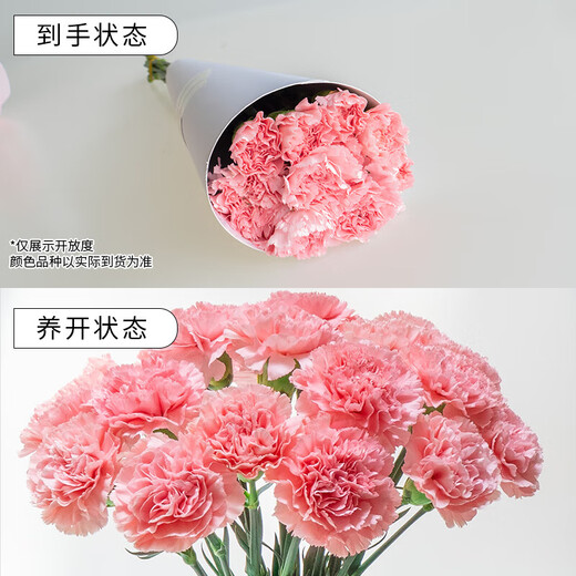 Exclusive for live broadcast, 20 random single-headed carnations, 38 goddess Women’s Day gift flowers, 1 set