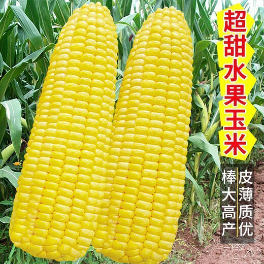 National Approval Fruit Corn Seeds Fresh Sweet and Crisp National Approval Sweet Corn Seeds Farmhouse Garden Vegetables National Approval Fruit Corn Seeds 2 packs of about 100 grains