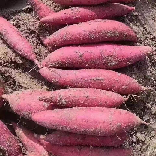 Lingmai Fresh Sweet Potatoes, Shandong Fresh Watermelon, Red Sweet Potatoes, Fresh Sweet Potatoes, Sweet Potatoes, Purchase Restriction, Medium to Large Fruit (more than three ounces per fruit), Net Weight 4.5Jin, Jin equals 0.5kg