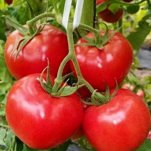 16 kinds of spring vegetable seeds, high-yielding cucumber, string beans, green beans, watermelon, pepper, farm potted loose, green bitter melon + loofah + cucumber + green beans 3 packs each