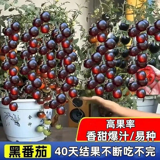 Black Tomato Seeds, Waterfall Tomatoes, Black Pearl Tomatoes, Small Tomato Seeds, Potted Cherry Tomato Fruit Seeds, Black Falls Cherry Tomato Seeds/pack, about 200 capsules, 1 pack