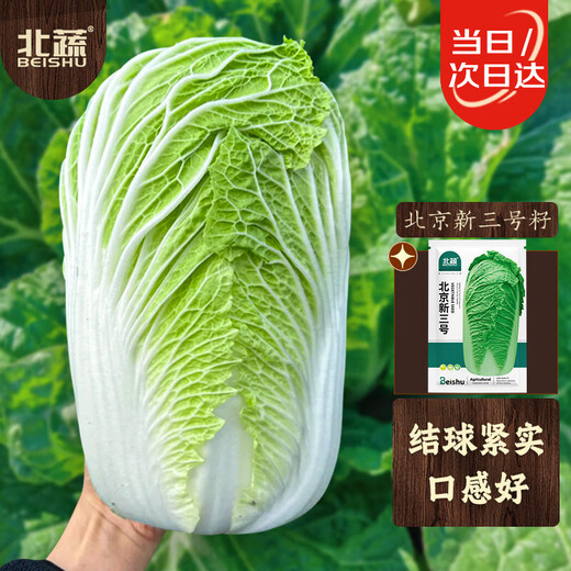 Beijing New No. 3 Chinese Cabbage Seeds Cold-resistant Winter and Spring Garden Field Vegetable Seeds Beijing New No. 3 Seeds 5g