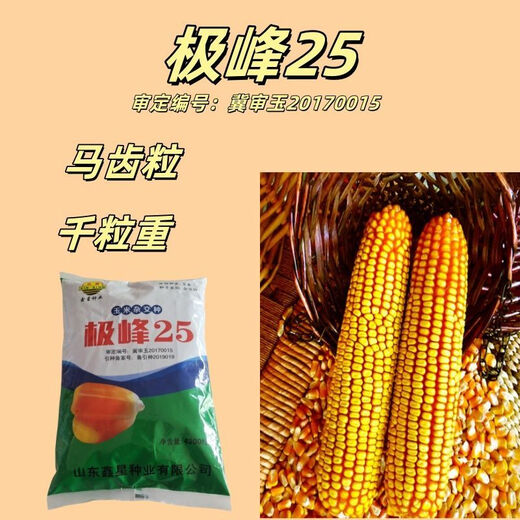 Nationally approved corn variety, high and stable yield, Jifeng 25 corn seeds, non-GMO, four-season southern yellow, Jifeng 25 corn seeds, 4200 grains/bag
