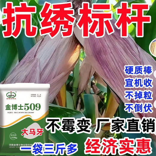 Bulk collection of original high-yielding corn seeds red-shaft dwarf stems insect-resistant and disease-resistant golden grain twins Ma Ya Bao Gu high-yield Wang Shuangguo Approval Dr. Jin 509 drought-resistant corn drought-resistant lodging and insect-resistant one bag of three Jin Jin is equal to 0.5 kilograms + high yield technology