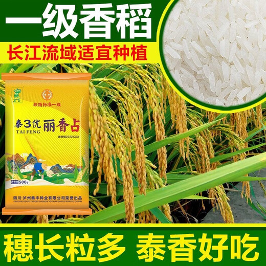 Tai 3 Youlixiangzhan fragrant rice first-grade long-grain fragrant rice seeds 1Jin Jin equals 0.5kg *1 pack