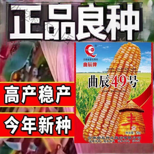 Quchen No. 49 double-cob corn seed, high-yielding, short-stem, lodging-resistant, large-cob drought-resistant, Southwest Academy of Agricultural Sciences, high-quality and improved variety, Quchen No. 49 corn seed, 2kg, 1 package, recommended by the store manager, contact customer service