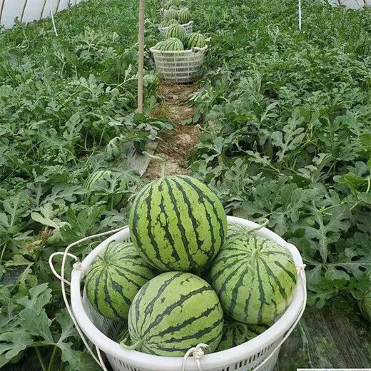 Jingxin No. 1 watermelon seeds, thin-skinned watermelon seeds, super sweet, early-maturing watermelon seeds, high-yielding farm garden watermelon seeds, Jingxin No. 1 seeds/pack, about 50 seeds, 3 packs