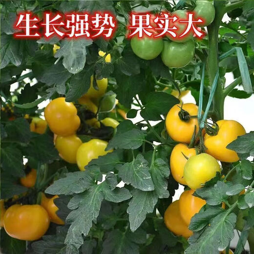 Rhubarb persimmon seeds, yellow tomato seeds, yellow imperial concubine tomato seeds, Northeast large fruit spring vegetable seeds, rhubarb tomato seeds/pack, about 200 capsules, 1 pack