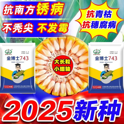 High-yielding corn seeds, short stalks, large sticks, disease-resistant, lodging-resistant, drought-resistant, high-temperature and waterlogging-resistant, bract seeds resistant to ear rot, Dr. Jin 743 disease-resistant and drought-resistant (4,400 grains per generation)