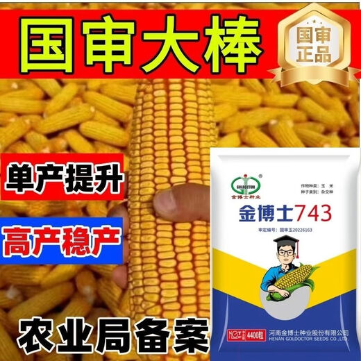 High-yielding corn seeds, short stalks, large sticks, disease-resistant, lodging-resistant, drought-resistant, high-temperature and waterlogging-resistant, bract seeds resistant to ear rot, Dr. Jin 743 disease-resistant and drought-resistant (4,400 grains per generation)