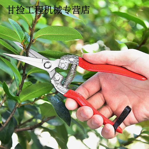 Qiaobolainong helper fruit picking scissors, fruit thinning scissors, grape flower thinning scissors, flower pruning scissors, citrus pepper special fruit picking scissors, straight head dipping scissors