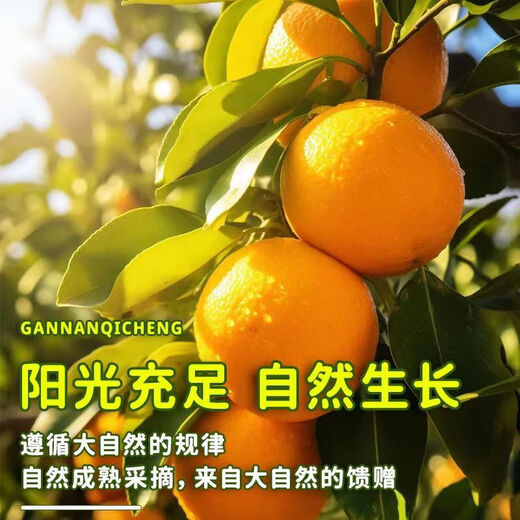 Oranges navel authentiques du Jiangxi Gannan, oranges douces fraîches pelées à la main, expédiées depuis les zones de production principales, fruits frais immédiats, oranges navel Gannan, 10 Jin dans des boîtes égales à 0,5 kilogramme (80-90 gros fruits)
