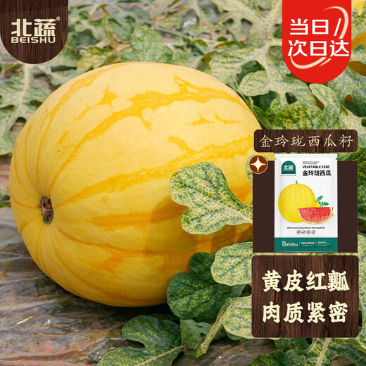 Beishu Jinlinglong watermelon seeds seedlings yellow skin red flesh watermelon fruit seeds Jinlinglong watermelon seeds about 20 pieces
