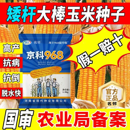 Rose Jingke 968 corn seeds, high yield, double sticks, low stems, lodging resistance, disease resistance, drought and waterlogging resistance, genuine national approved white shaft, new species promotion, genuine 3Jin Jin equal to 0.5kg, can be planted on 1.1 acres of land + nutritional coating