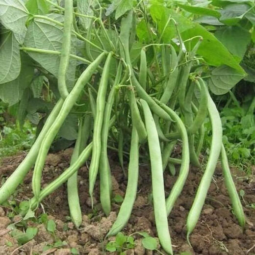 16 kinds of spring vegetable seeds, high-yielding cucumber, string beans, green beans, watermelon, pepper, farm potted loose, green bitter melon + loofah + cucumber + green beans 3 packs each