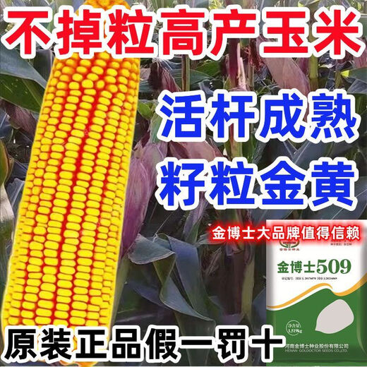 Bulk collection of original high-yielding corn seeds red-shaft dwarf stems insect-resistant and disease-resistant golden grain twins Ma Ya Bao Gu high-yield Wang Shuangguo Approval Dr. Jin 509 drought-resistant corn drought-resistant lodging and insect-resistant one bag of three Jin Jin is equal to 0.5 kilograms + high yield technology