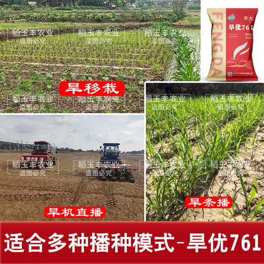 Dao Yufeng Agriculture Water-saving drought-resistant rice Hanyou 761 rice seeds Special heat-resistant type for upland rice with well-developed root system Hanyou 761 upland rice seeds 500g 3 bags (free rice gift package)