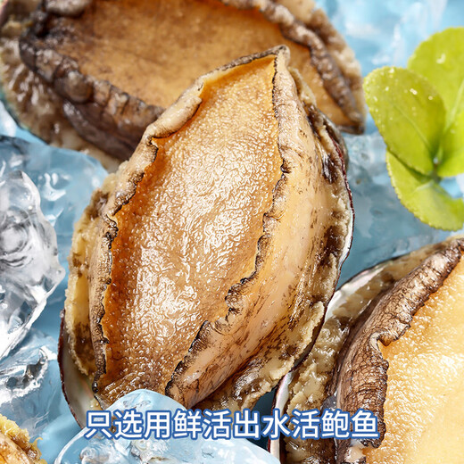 Xiangbin fresh frozen large abalone, net weight 400g (10 pieces) bagged, hot pot, barbecue, braised, soup, seafood, New Year's gift