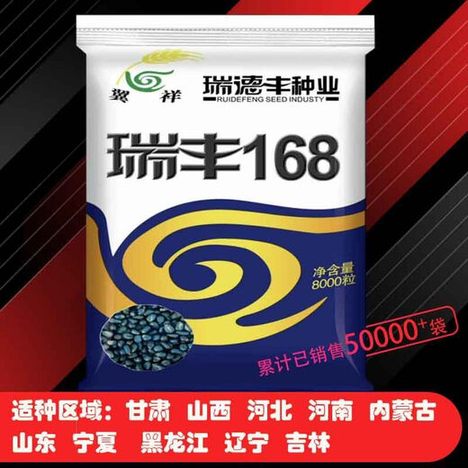 Original Ruifeng 168 corn seeds, stable yield, drought-tolerant, deep grain, capped, no bald tip, strong resistance, Ruifeng 168, 8000 grains in a bag