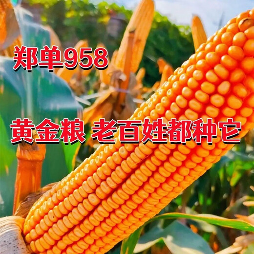郑单958玉米种子大全矮杆双棒抗旱涝抗倒伏农科院 郑单958一袋500克