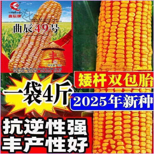 Quchen No. 49 double-cob corn seed, high-yielding, short-stem, lodging-resistant, large-cob drought-resistant, Southwest Academy of Agricultural Sciences, high-quality and improved variety, Quchen No. 49 corn seed, 2kg, 1 package, recommended by the store manager, contact customer service