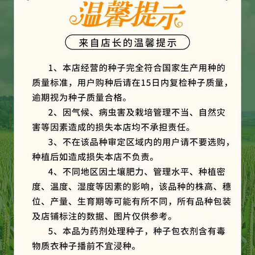 Zhangye, Gansu Wholesale high-yielding national-approved Zhengdan 958 corn seeds, short stems, large sticks, lodging resistance, disease and insect resistance Zhengdan 958 national-approved corn seeds 3 Jin Jin equal to 0.5 kg 1 bag