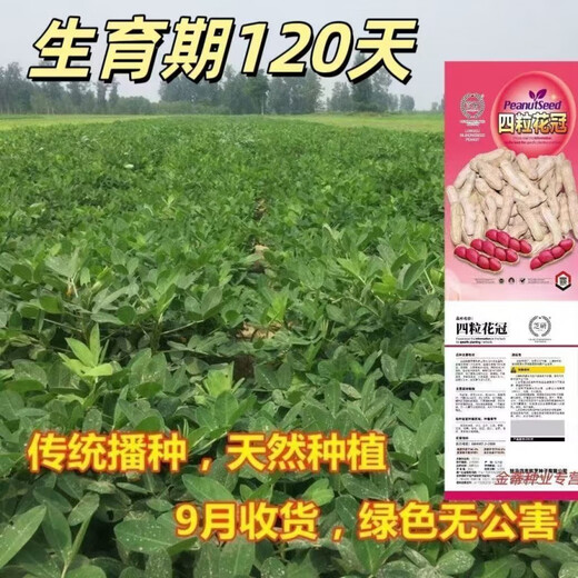 Four corolla red peanut seeds are hand-selected and shelled. Four red-skinned peanuts are large, high yield and high in oil. Purely hand-peeled rice (four corolla) red-skinned peanut seeds. One bag of high-yielding premium peanut seeds. Jin Jin is equal to 0.5 kilograms.