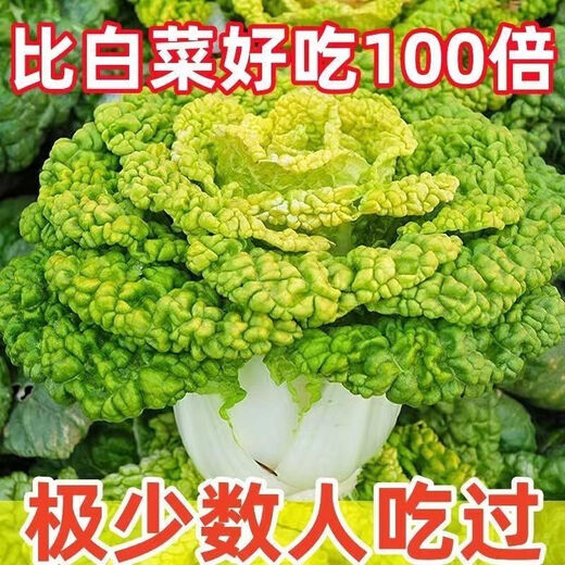 Cold-resistant yellow-hearted vegetable seedlings, chrysanthemum and cabbage seedlings, potted garden seedlings, easy to grow four-season vegetable seedlings in the courtyard, yellow-hearted vegetable seedlings (10 plants)