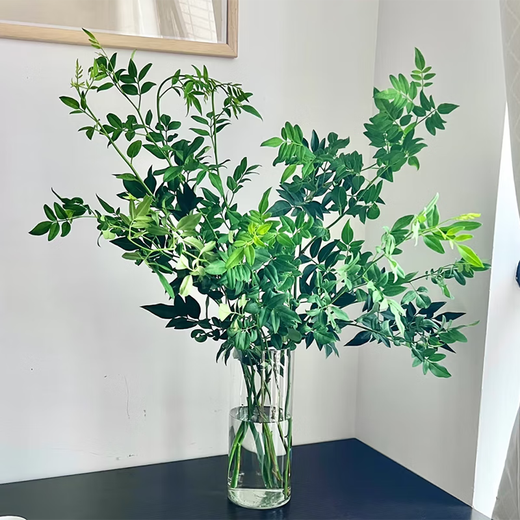 Nine-star leaf high-end Yunnan flowers water-grown fresh cut flowers Valentine's Day gift New Year's decoration flowers Nine-star leaf 1 bunch (8-10 branches)