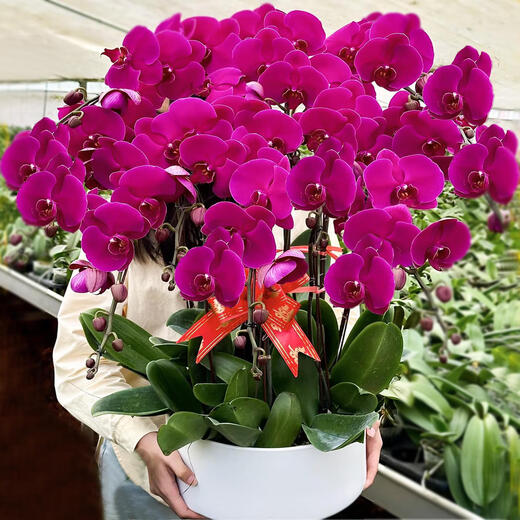 Phalaenopsis Orchid Seedlings with Foils and Buds Potted Orchids Large Seedlings Living Room Indoor Plants and Flowers 1 Chinese Red --- With Foils Without Pots