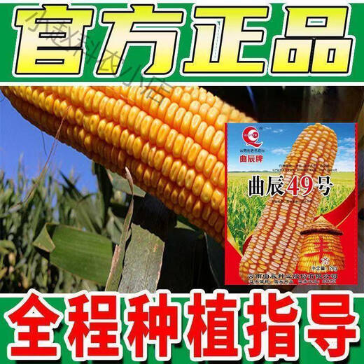 Quchen No. 49 double-cob corn seed, high-yielding, short-stem, lodging-resistant, large-cob drought-resistant, Southwest Academy of Agricultural Sciences, high-quality and improved variety, Quchen No. 49 corn seed, 2kg, 1 package, recommended by the store manager, contact customer service
