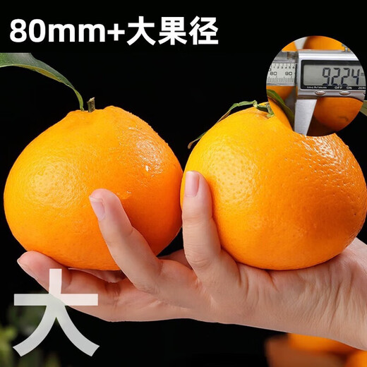 Tian Liang Ji Sichuan Chun Jian Rake Tangerine Gâteau à l'orange fraîche Fruits laids Agrumes séchés Saison fraîche Saison Shiranui Sélection Fruit 丨 Fruit unique super sucré 80-85 mm 5Jin Jin est égal à 0,5 kg Coffret cadeau pour les premiers utilisateurs Poids net 4,5 Jin Jin est égal à 0,5 kg