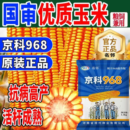 Rose Jingke 968 corn seeds, high yield, double sticks, low stems, lodging resistance, disease resistance, drought and waterlogging resistance, genuine national approved white shaft, new species promotion, genuine 3Jin Jin equal to 0.5kg, can be planted on 1.1 acres of land + nutritional coating