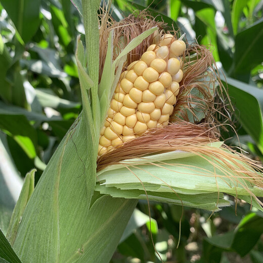 Dongdan 1331D double-resistant corn seed resistant to corn borer and armyworm glyphosate-resistant herbicide 5000 capsules directly from Fuyou headquarters