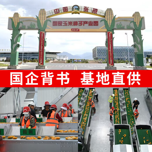 Zhangye, Gansu Wholesale high-yielding national-approved Zhengdan 958 corn seeds, short stems, large sticks, lodging resistance, disease and insect resistance Zhengdan 958 national-approved corn seeds 3 Jin Jin equal to 0.5 kg 1 bag