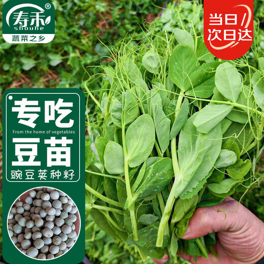 Shouhe crispy pea tip seed seedlings, bean sprouts, winter and spring vegetable seeds, crispy and tender No. 2 pea tip seeds 50g*2 bags