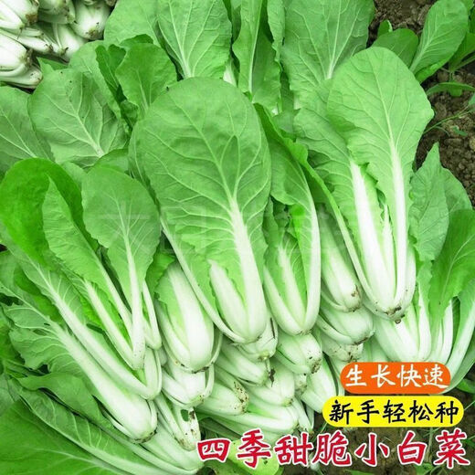 Early maturing creamy cabbage seeds. Vegetable seeds for sowing in all seasons in spring, summer and autumn. Vegetables grown in balcony fields. Planted at 15 degrees for all seasons. Creamy cabbage seeds. Selected 5 packs of about 5555 seeds.