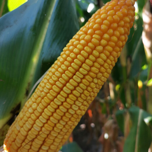 Dongdan 1331D double-resistant corn seed resistant to corn borer and armyworm glyphosate-resistant herbicide 5000 capsules directly from Fuyou headquarters