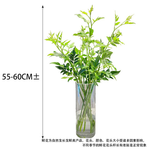 Nine-star leaf high-end Yunnan flowers water-grown fresh cut flowers Valentine's Day gift New Year's decoration flowers Nine-star leaf 1 bunch (8-10 branches)