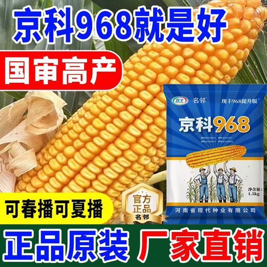 Rose Jingke 968 corn seeds, high yield, double sticks, low stems, lodging resistance, disease resistance, drought and waterlogging resistance, genuine national approved white shaft, new species promotion, genuine 3Jin Jin equal to 0.5kg, can be planted on 1.1 acres of land + nutritional coating