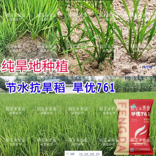 Dao Yufeng Agriculture Water-saving drought-resistant rice Hanyou 761 rice seeds Special heat-resistant type for upland rice with well-developed root system Hanyou 761 upland rice seeds 500g 3 bags (free rice gift package)