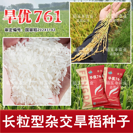 Dao Yufeng Agriculture Water-saving drought-resistant rice Hanyou 761 rice seeds Special heat-resistant type for upland rice with well-developed root system Hanyou 761 upland rice seeds 500g 3 bags (free rice gift package)