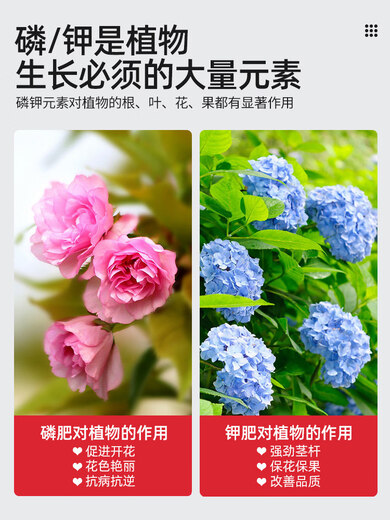 Lingwo Potassium Dihydrogen Phosphate Fertilizer Flower Special Bougainvillea Phosphate Fertilizer Household Potassium Fertilizer Flower Fertilizer Potted Plant Authentic Agricultural Explosive Potassium Dihydrogen Phosphate 500g*2 Cans + Candy Watering Can