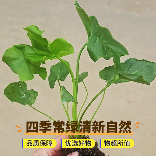 Dragon Scale Spring Feather Hydroponic Plant Paradise Bird Living Room Pothos Potted Flower Rich Bamboo Monstera A good-to-grow green plant. Fine Spring Feather 20-25cm 1 tree. Free nutrient solution.